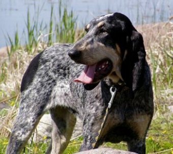 MARELE GASCON DE SAINTGEOIS
